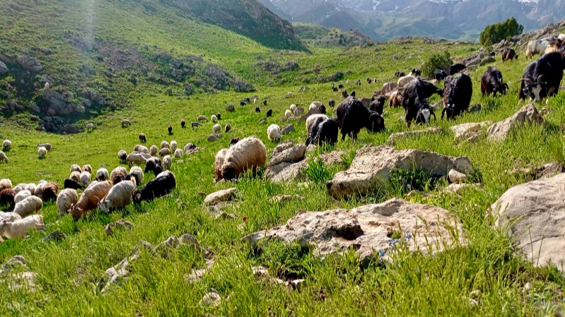 Dağ çayırında kayalar arasında otlayan koyunlar