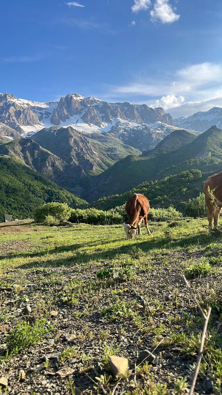 Karlı zirvelerin altında dağ çayırında otlayan bir inek