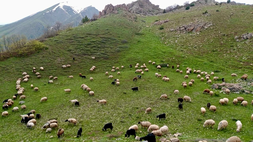 Otelin koyun sürüsü dağ merasında otluyor
